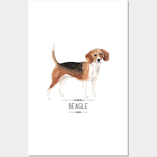 Beagle Posters and Art